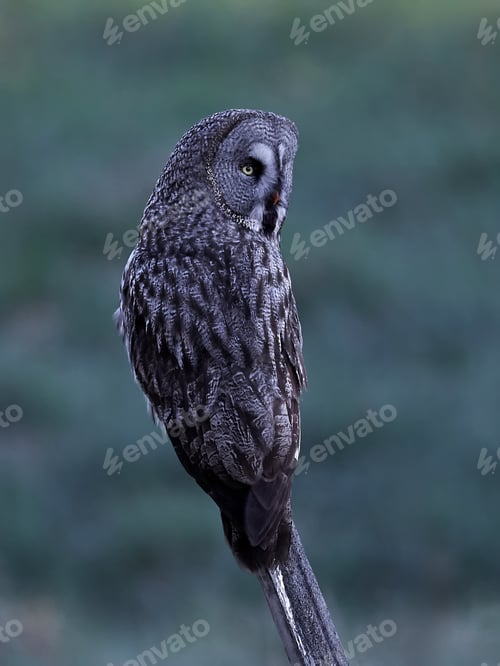 Preview: Great grey owl (Strix nebulosa)