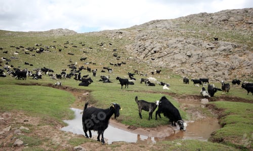 Preview: flock of goats and sheep by the river