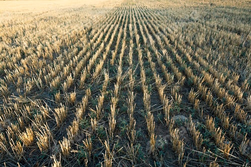 Preview: general view of a harvested field at sunset