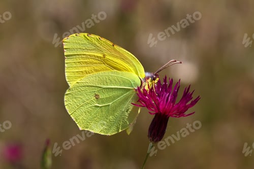Preview: Selective focus shot of a common brimstone butterfly on a flower during daylight
