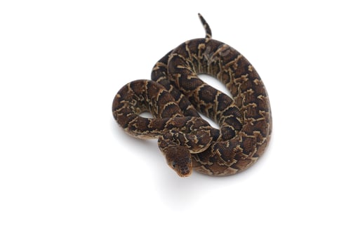 Preview: Cuban tree boa isolated on white background