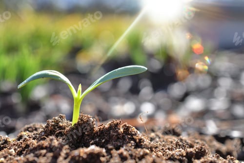 Preview: Close up of new growth as young sprout grows out of dirt soil in the earth. Fresh nature background