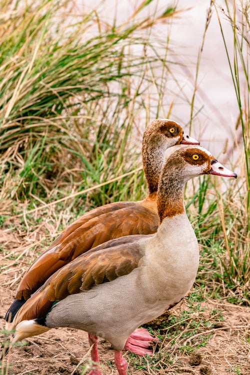 Preview: Egyptian Goose Water Duck Bird Nairobi National Park Kenya East AFrica