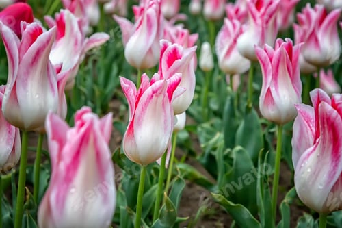 Preview: tulips