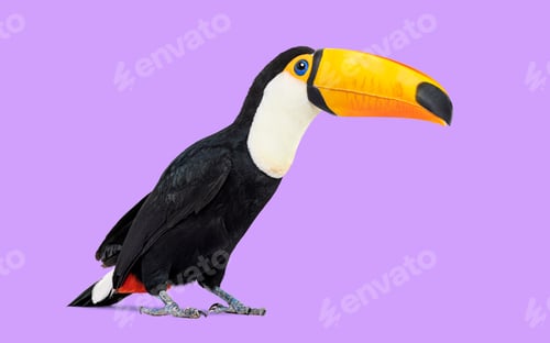 Preview: Common Toucan toco standing against purple background