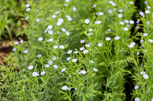 Preview: Flax blooms. Green flax field in summer Sunny day. Agriculture, the cultivation of flax.