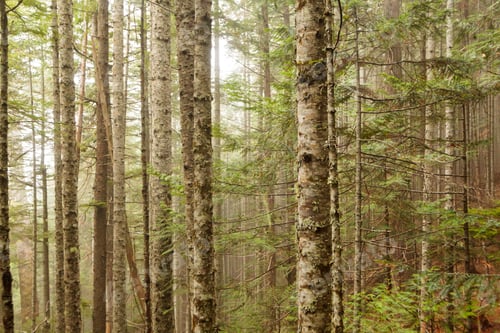 Preview: Fir trees, Lake Angeles Trail, Olympic National Park, Port Angeles, WA, USA