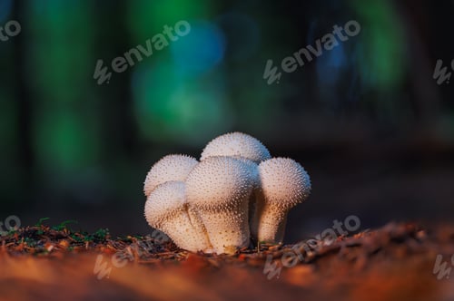 Preview: Close-up of a spiky white mushroom growing on forest ground among fallen leaves and twigs