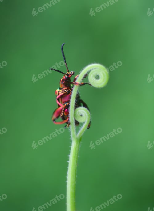 Preview: Beetle