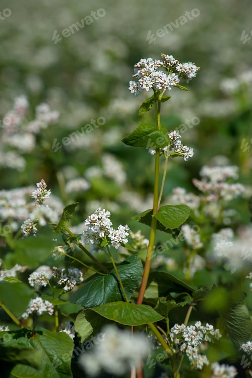 Preview: Buckwheat flowering, focus on inflorescence