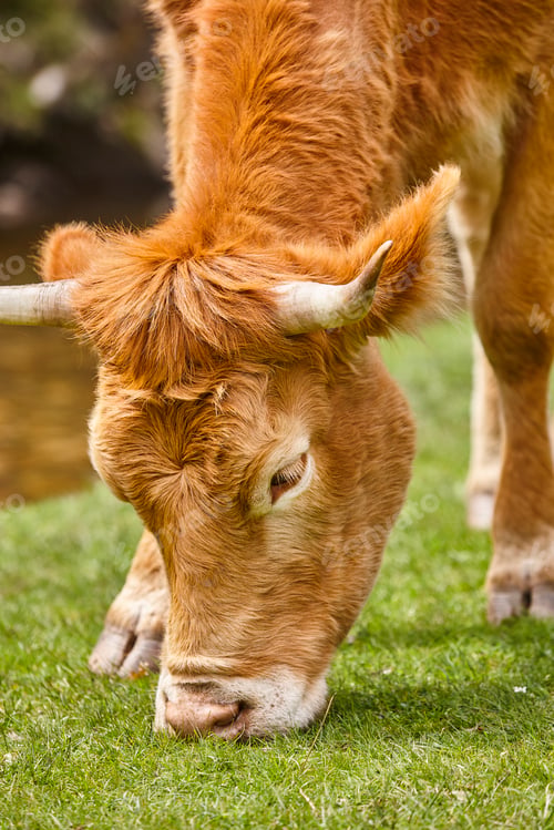 Preview: Young cow grazing pasture. Head detail. Cattle livestock farming