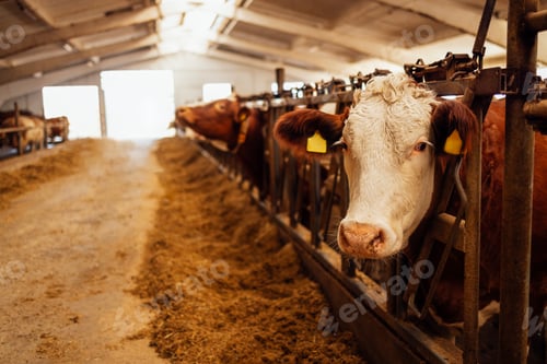 Vista previa: Close-up of a white and brown cow muzzle with identification tags in a closed cowshed