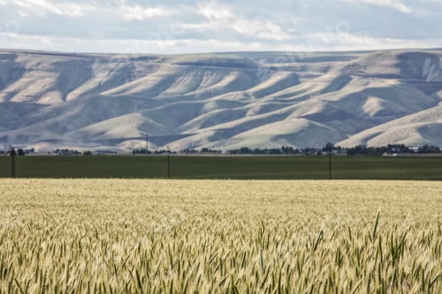 Preview: Wheat field areas of eastern Washington, USA