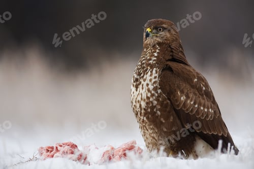 Preview: Common buzzard sitting on snow next to killed animal