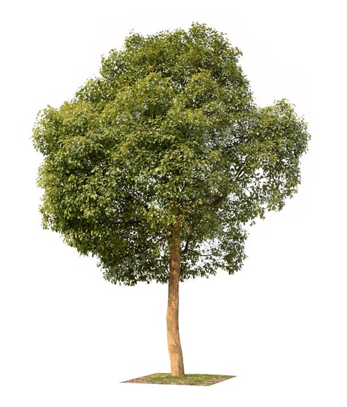 Preview: small camphor tree