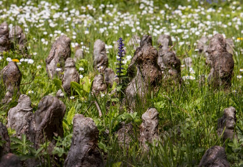 Preview: Wooden dwarfs, taxodium tree roots in the grass
