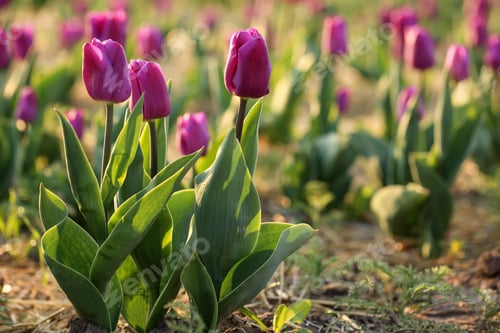 Preview: Closeup view of fresh beautiful tulips on field, space for text. Blooming spring flowers