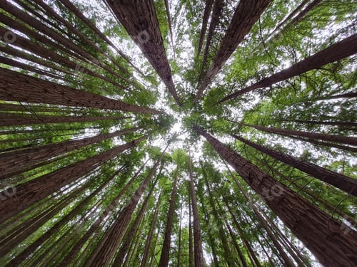 Preview: Low angle shot of tall trees in the forest in the daylight