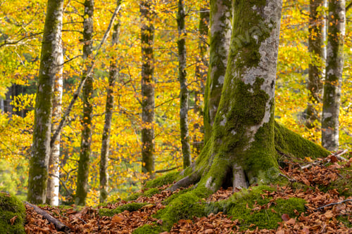 Preview: Autumn In a Beech Forest