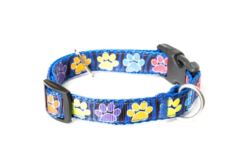 Dog Collar with Colorful Paw Print Pattern