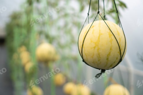 Preview: Melon cultivation in the greenhouse