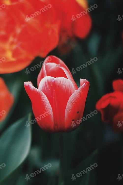 Preview: Colorful red white and yellow tulips flowers in spring