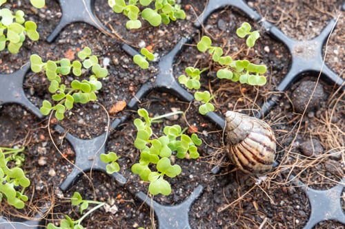 Preview: Overhead view of garden snail is threat to germinated vegetable sprout. It will eat up the shoots