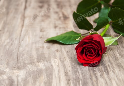 Preview: Red rose on a table