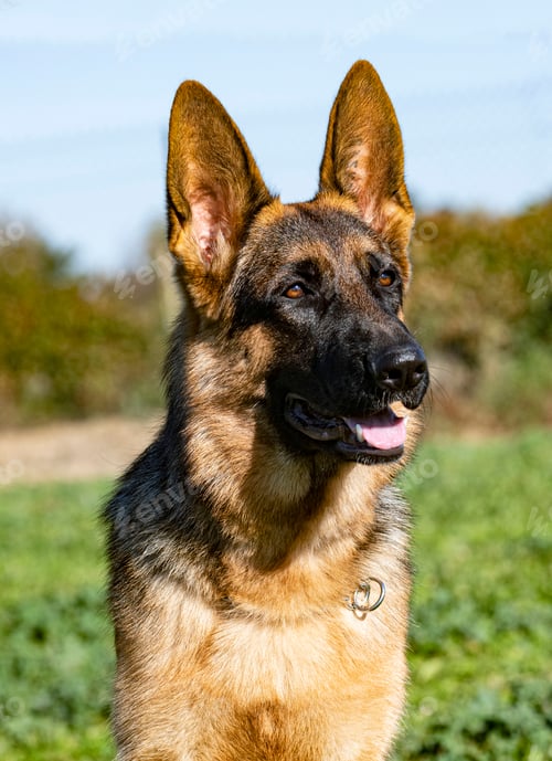 Preview: german shepherd in nature