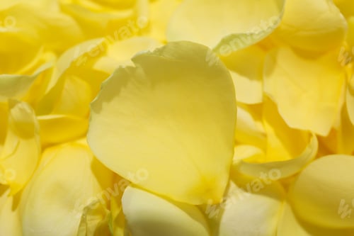 Preview: Abstract Close-Up of Soft Yellow Rose Petals