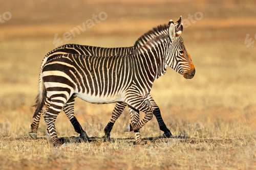 Preview: Cape mountain zebras in natural habitat