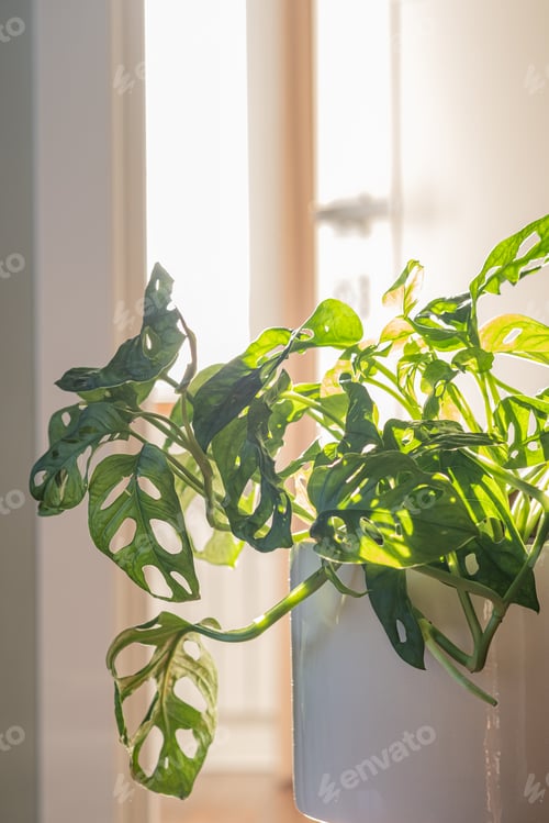 Preview: Monstera leaves in the rays of sunlight