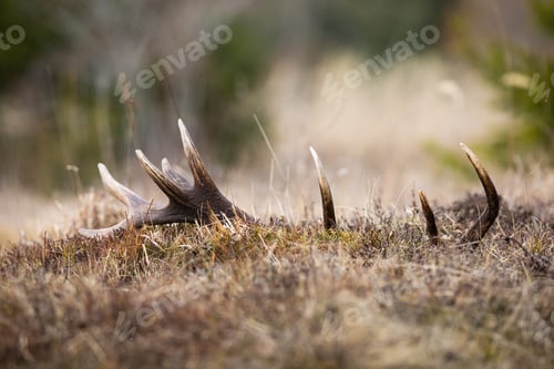 Preview: Shed deer antler lying in grass in spring nature with blurred background