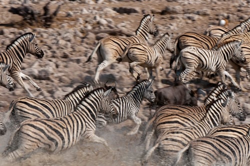 Preview: Zeal of burchell's zebras (Equus burchellii) running, Etosha National Park, Namibia