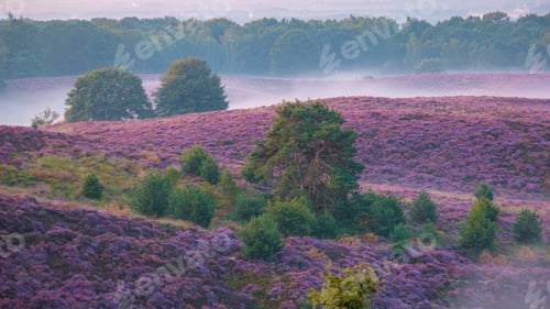 Preview: Posbank National park Veluwe, purple pink heather in bloom, blooming heater on the Veluwe