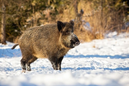 Preview: Wild boar, sus scrofa, standing and listening on a glade in winter