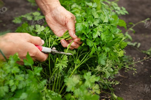 Preview: Close-up of womans hands with pruner cutting crop of fresh parsley