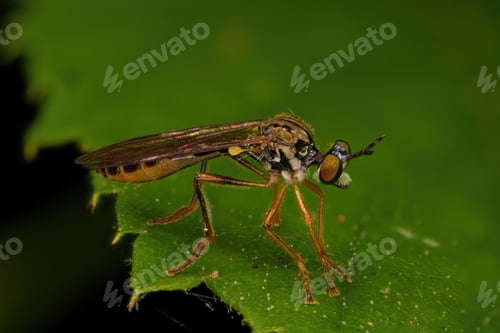 Preview: Small yellow-legged robber fly atop a green leaf covered in dirt particles