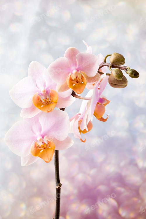 Preview: Beautiful pink orchid on a gray background.