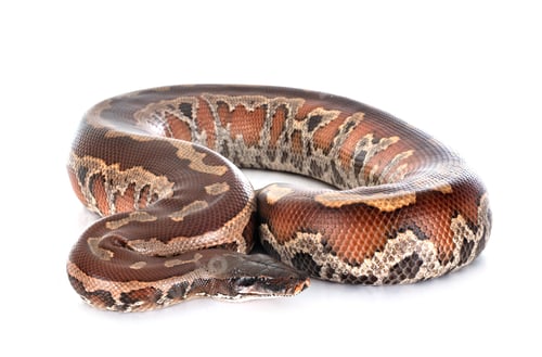 Preview: Python brongersmai in studio