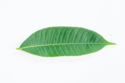 Preview: Green leaves isolated on white with clipping path