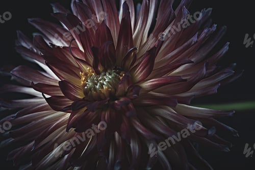 Preview: Colorful dahlia flower