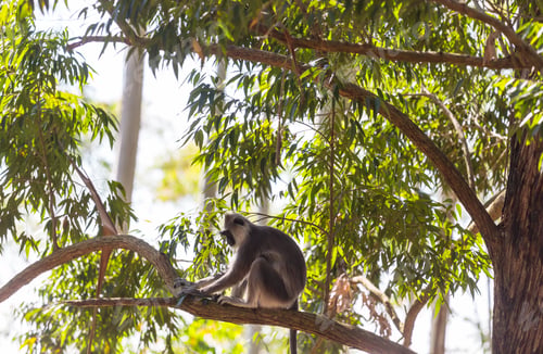 Preview: Monkey on Sri Lanka