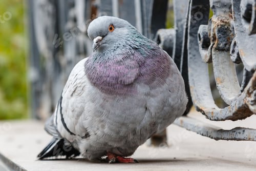 Preview: portrait of a beautiful dove