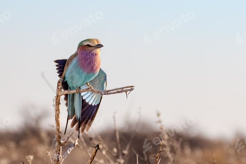 Preview: Lilac-breasted roller in savannah.