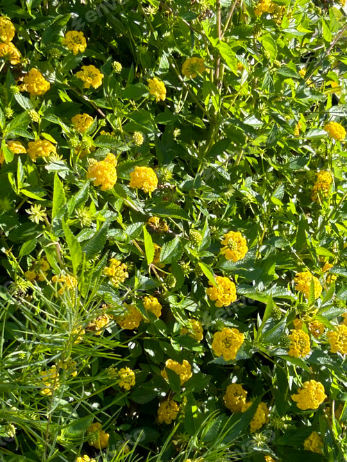 Preview: Lantana plants
