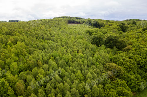 Preview: Aerial view of green pine forest with canopies of spruce trees in summer mountains.