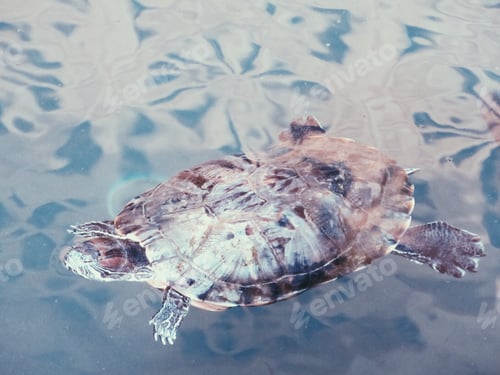 Preview: Rare silver backed tortoise