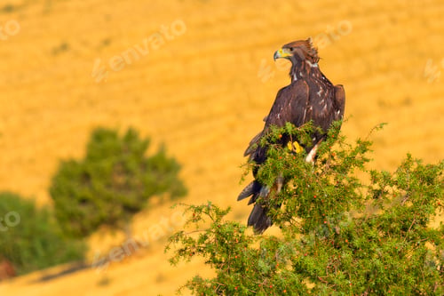 Preview: Golden Eagle, Mediterranean Forest, Spain