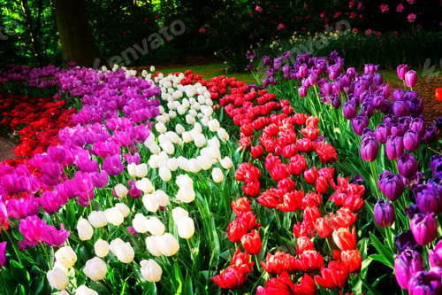 Preview: fresh lawn with flowers